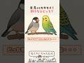 文鳥vsセキセイ!飼うならどっち? #鳥くさいちゃんねる #鳥飼初心者専門チャンネル #鳥の飼い方