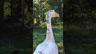 Humans belong on the ground according to geese #goose #geese #drewandlulu
