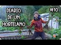 Diario De Un Hortelano #10 - Cosecha De Kiwanos, Plantar Ajos Y limpiar Bancal De Pimientos
