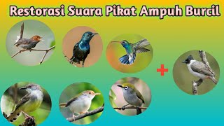 Suara Pikat burcil mix kutilang ribut | restorasi mahakarya manuk kebon