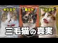 【三毛猫が特別な理由】隠された能力と驚くべき10の真実