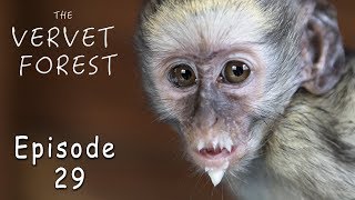 Cute Baby Monkeys Get A Bath // Road Trip Orphan Monkey - Ep. 29