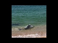 Дельфины Крым такая чудная парочка попалась на глаза.  10.06.2020 Dolphins Crimea