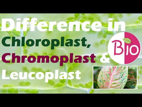 Difference in Chloroplast, Chromoplast and Leucoplast by Simply The Best BIO