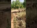 Ленд-лиз уже в силе, было поставлено самое современное оружие
