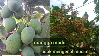 buah mangga madu tidak mengenal musim