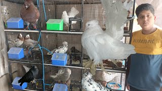 pigeon || fancy pigeon farm || feeder drinker fitting by Exotic Birds 2,730 views 11 months ago 13 minutes, 10 seconds