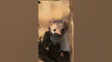 Каменная куница | Beech marten