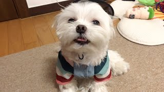 [ENG SUB] The reaction of seeing a Maltese in Hanbok (Kdog)