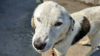 Снежок завтракает/Кот Василий идёт на поправку Снежок завтракает/Кот Василий идёт на поправку