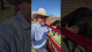 3 Things to Know BEFORE Buying a Horse!