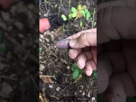طريقة أستخراج الشتلات الوز أو البيذام من الارض وبعض النصائح
