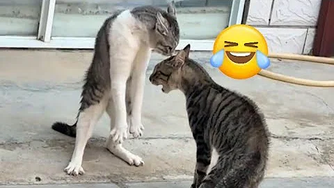 Video 9634771: cat fight angry, cat fight funny cute, cat meowing, kitten