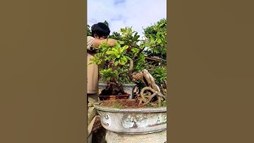 Cắt tạo lại cây lộc vừng vườn nhà.