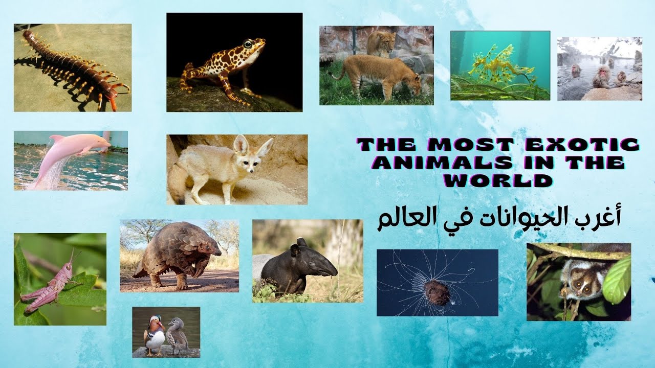 the-most-exotic-animals-in-the-world-and-the-7th-one-is-the-most-exotic