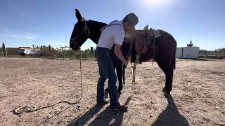 How to saddle a mule