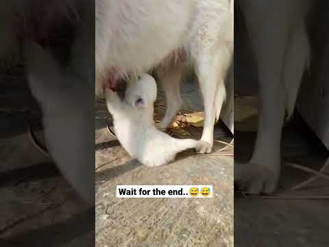 #shorts #hungry puppy#cute