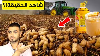 شاهد حقيقة زيت وزبدة الفول السودانيمن الحصاد حتى التعبئة والتغليفمذهل!!