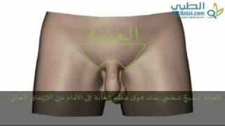 القضيب وكيس الصفن - الأعضاء التناسلية الخارجية للرجل - تعليمي