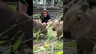 Baby Capybara Breakfast Goals #Shorts