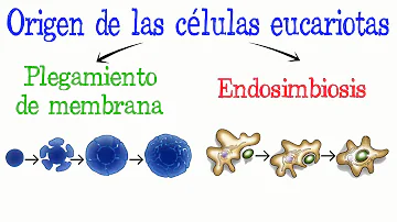 ¿Cuál es la teoría del plegamiento de membrana?