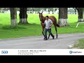 HIP 560 Fasig Tipton The Saratoga Sale