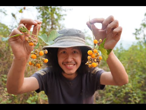 วีดีโอ: หนามผลไม้รสเปรี้ยว - เหตุผลของหนามบนต้นส้ม