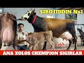 SIROJIDDIN YONDIRDI🔥BOLASI BUQA SUTDOR YOSH SIGIRLAR