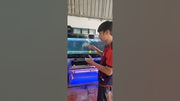 Biểu hiện ae hay nhầm cá bị chúi đầu nổi lưng | bệnh cá rồng | cá rồng nhát |Tài nuôi cá #arowana