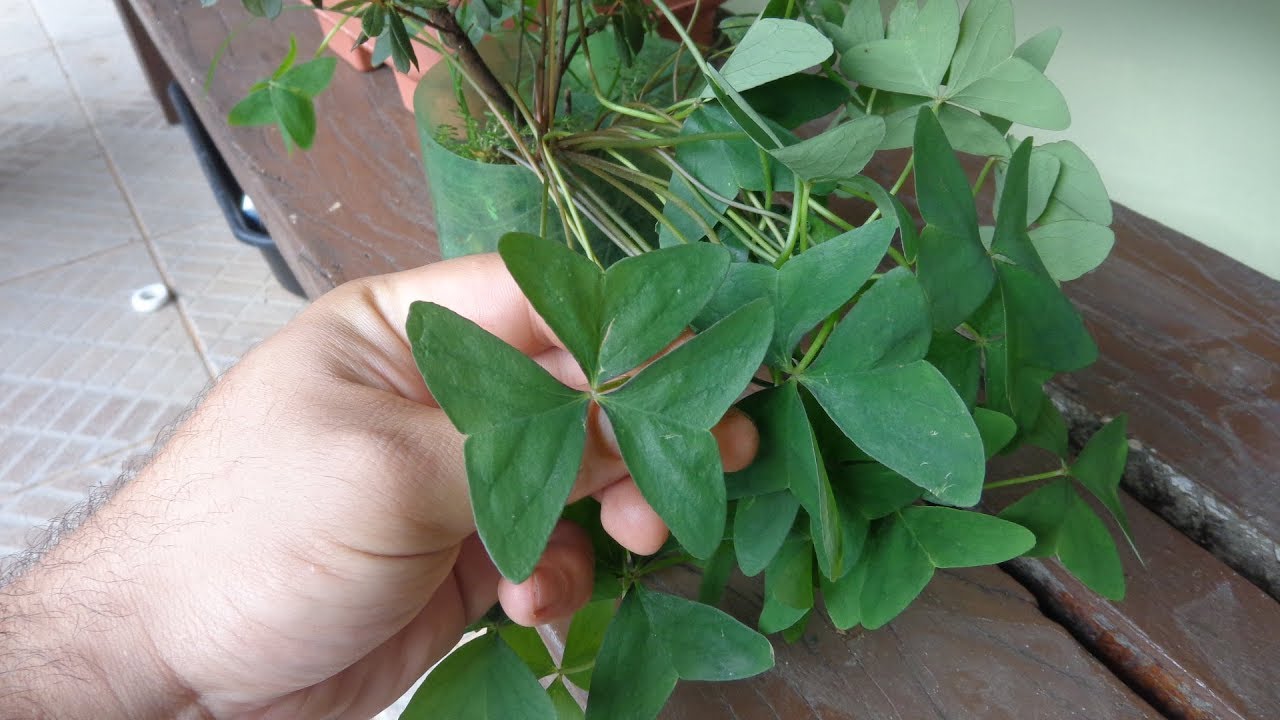 Cultive em casa o trevo de 3 ou 4 folhas (PANC) - thptnganamst.edu.vn