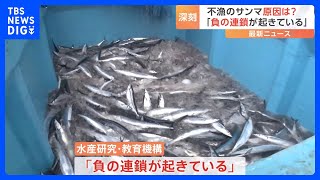 深刻な不漁が続くサンマ「負の連鎖が起きている」海洋環境との関係について最新の研究調査結果で…去年の水揚げ量は2008年の20分の1｜TBS NEWS DIG