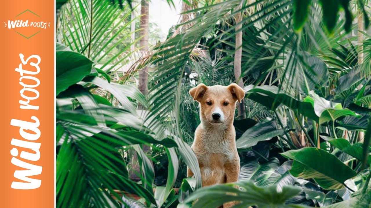 video to gif Wild Roots: Teaser 'Hond'
