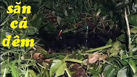 Đi săn cá đêm - Hai cha con trốn vợ đi câu cá và cái kết | Câu cá ổ