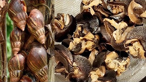 How to wash snails to remove snail slime for cooking!