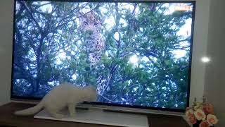 Ailenin Yeni Üyesi Kedigillerden Yumak...