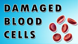 Damaged Red Blood Cells