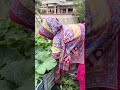 গোপনে লাউ গাছ #gardening #greenlove #fruitgarden #greenrooftop #vegetable #shortsviral
