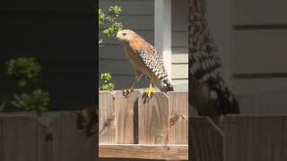 Hawk snack! 🦅🐍 #shorts #hawk #wildlife #gavião #florida #redshoulderedhawk