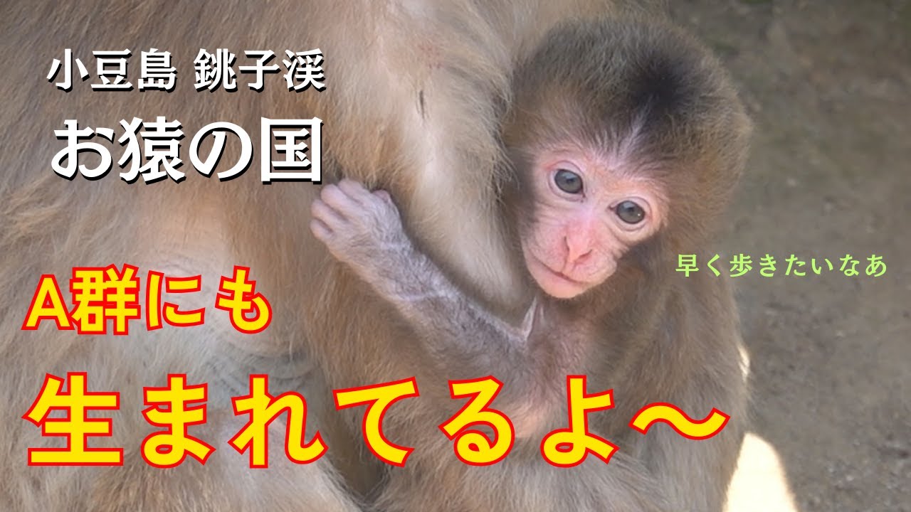 A群にも生まれてるよ～　小豆島 銚子渓 自然動物園 お猿の国 【モンキーパーク】