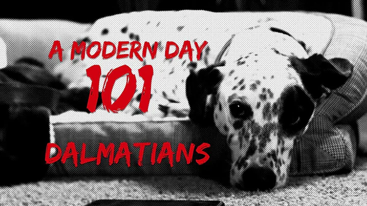 101 Dalmatians in Modern Times - A PetMet Story