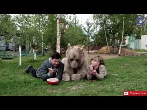 Домашний медведь