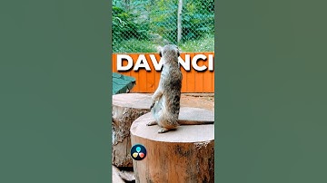 Текст за объектом в DaVinci Resolve за минуту!