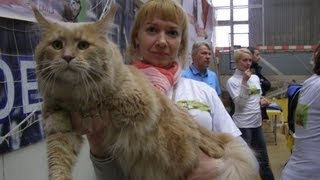 Чемпионат породистых кошек в Киеве Чемпионат породистых кошек в Киеве