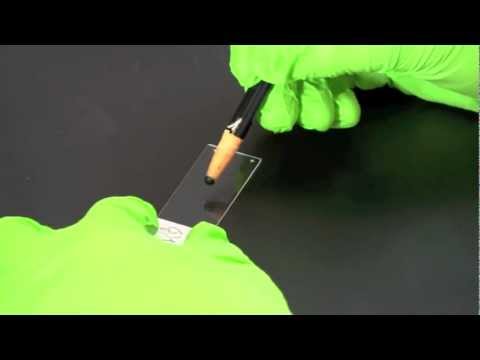 Video: Kokios spalvos yra dauguma ląstelių prieš dengiant pirmą beicą Gramo dažymo procedūrai?