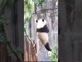 Panda Falling Funny Videos Panda Falling Funny Videos
