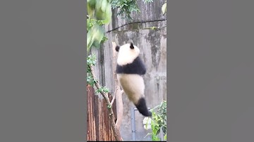 Panda Falling Funny Videos