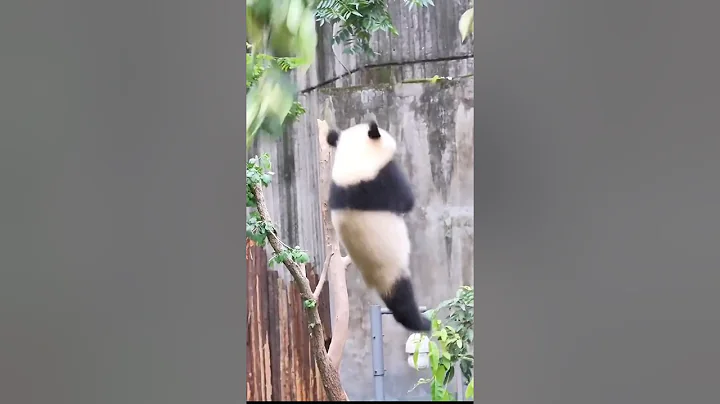 Panda Falling Funny Videos