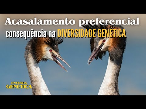 Vídeo: Por que acasalamento seletivo positivo?