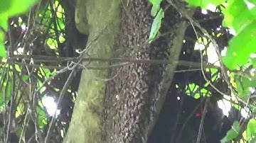 [Video 4] Mật ong rừng nguyên chất loại xịn giá rẻ giá rẻ nhất