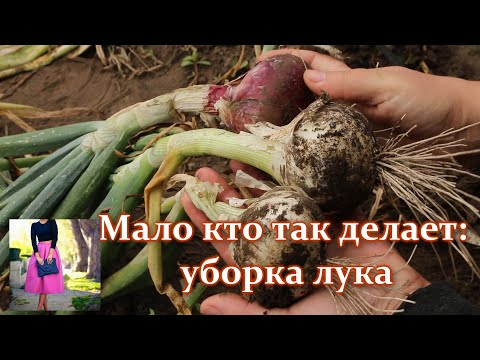 Video: Զոն 6 աշնանային բանջարեղենի տնկում - 6-րդ գոտում աշնանային այգիներ տնկելու խորհուրդներ